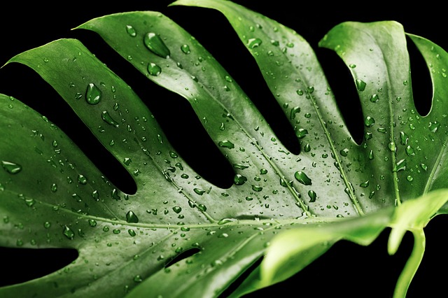 Czy monstera lubi duże doniczki? Czy monstera lubi duże doniczki?